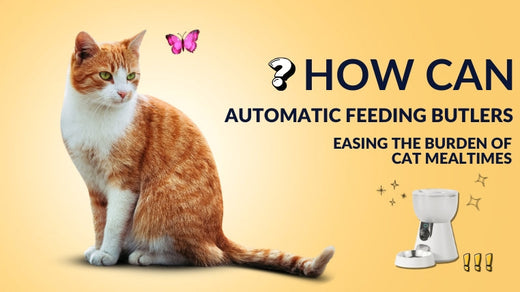 How Automatic Feeding Butlers Can Easing the burden of cat mealtimes